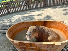 -上海野生动物园