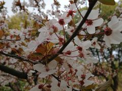 -合盛记(苏州南天大厦店)