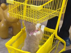 -南京Hallo宠物乐园·哈罗犬舍·柴犬繁育基地
