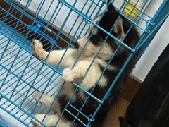 -翊宠yipet猫狗购宠庄园犬舍•猫舍