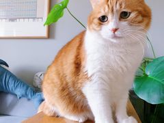 -猫色咖啡·猫咖