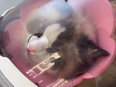 -中农国际动物医院24小时·猫科·骨科·急重症中心