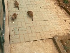 -秦皇岛野生动物园