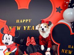 -超宠爱宠物摄影-Super pet