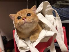 -东方名猫馆·英短金渐层布偶猫舍(环线广场1号楼店)