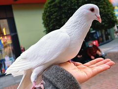 -王府井奥莱临潼小镇(临潼店)