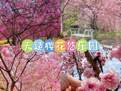 -天适樱花悠乐园