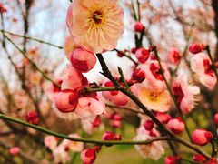 -蜀冈西峰生态公园