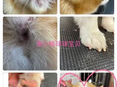 -宠小格时尚宠物生活馆(唐镇店)