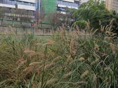 -成都市活水公园