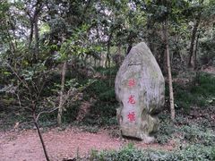 -上海佘山国家森林公园天马山园