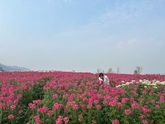 -径山花海