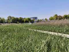 -鹦鹉洲湿地公园