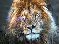 -罗红摄影艺术馆