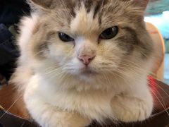 -more than meow吴止猫主题餐厅(承德 中船汇店)