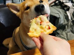 -百好乐宠物友好餐厅(朝外大街店)