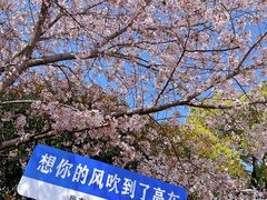 -高东镇樱花园