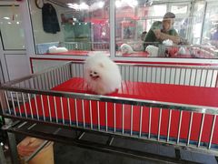 -花鸟鱼古玩市场