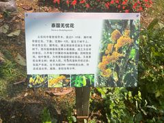 -中国科学院西双版纳热带植物园