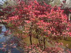 -华雅花园大酒店