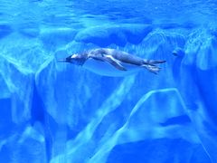 -石家庄极地海洋世界