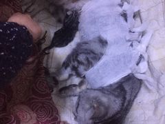 -纳吉亚猫专科动物医院博雅分院