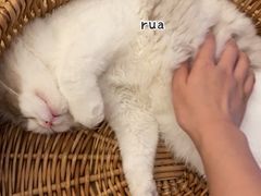 -猫友咖啡店(玉林西路店)