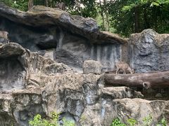 -清迈夜间动物园