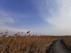 -盐城丹顶鹤湿地生态旅游区