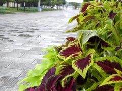 -石家庄市植物园