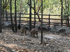 -清迈夜间动物园