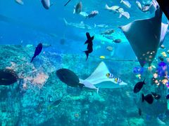 -悉尼海洋生物水族馆