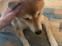 -柴源莊·柴小宠柴犬咖啡