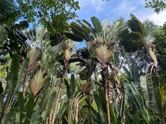 -中国科学院西双版纳热带植物园