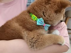 -柴犬小屋·柴餐厅·狗咖食堂(金鼎广场店)