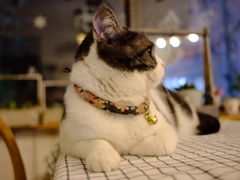 -海边的猫和咖啡馆