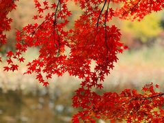 -虎丘湿地公园