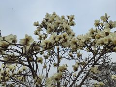 -桃花堤公园