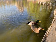 -蔼若春.传承云南菜(金碧公园店)