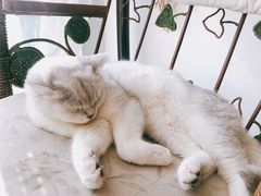 -平行世界·猫咖(首经贸店)