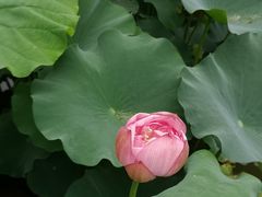 -陈家山荷花公园
