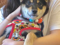 -豆柴町-柴犬主题狗咖(红鼎国际C座店)