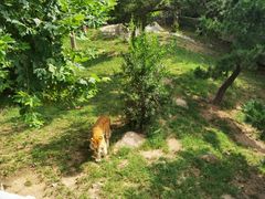 -西霞口神雕山野生动物世界