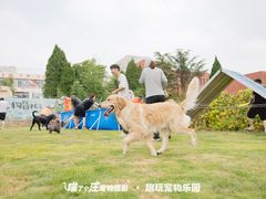 -趣玩宠物乐园寄养训犬训狗游泳池