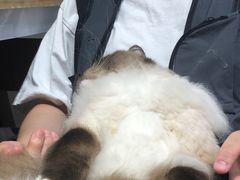 -屋虎猫馆(宝安大仟里店)