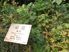 -广州神农草堂中医药博物馆