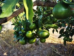 -前小桔亲子创意农场·草莓采摘·露营烧烤