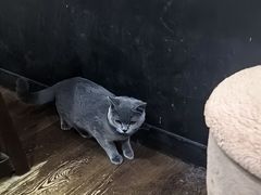 -参差咖啡(水果湖公园店)