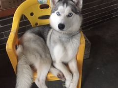 -荔枝红五号农庄