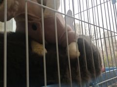 -瑞鹏宠物医院·内科·中兽医·骨科(苗圃店)
